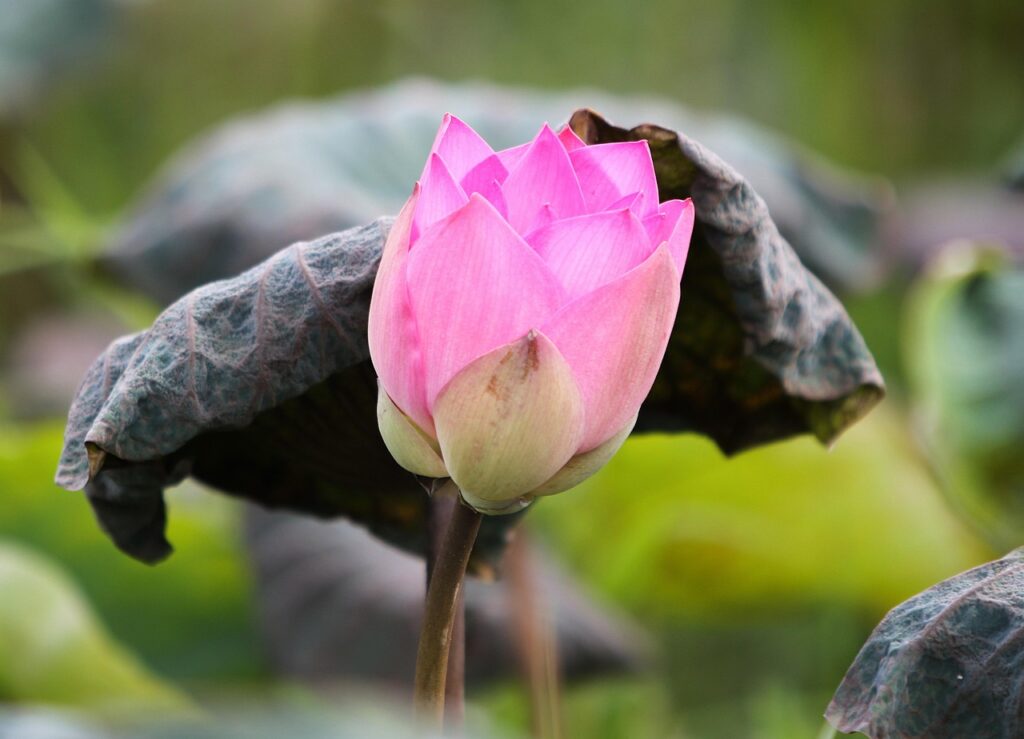 Brak sensu życia po 35 roku życia – kryzys czy przebudzenie? flower, flower wallpaper, lotus, bloom, beautiful flowers, blossom, growth, botany, aquatic plant, flower background, nature, sen hồng, hồng liên, sen nụ